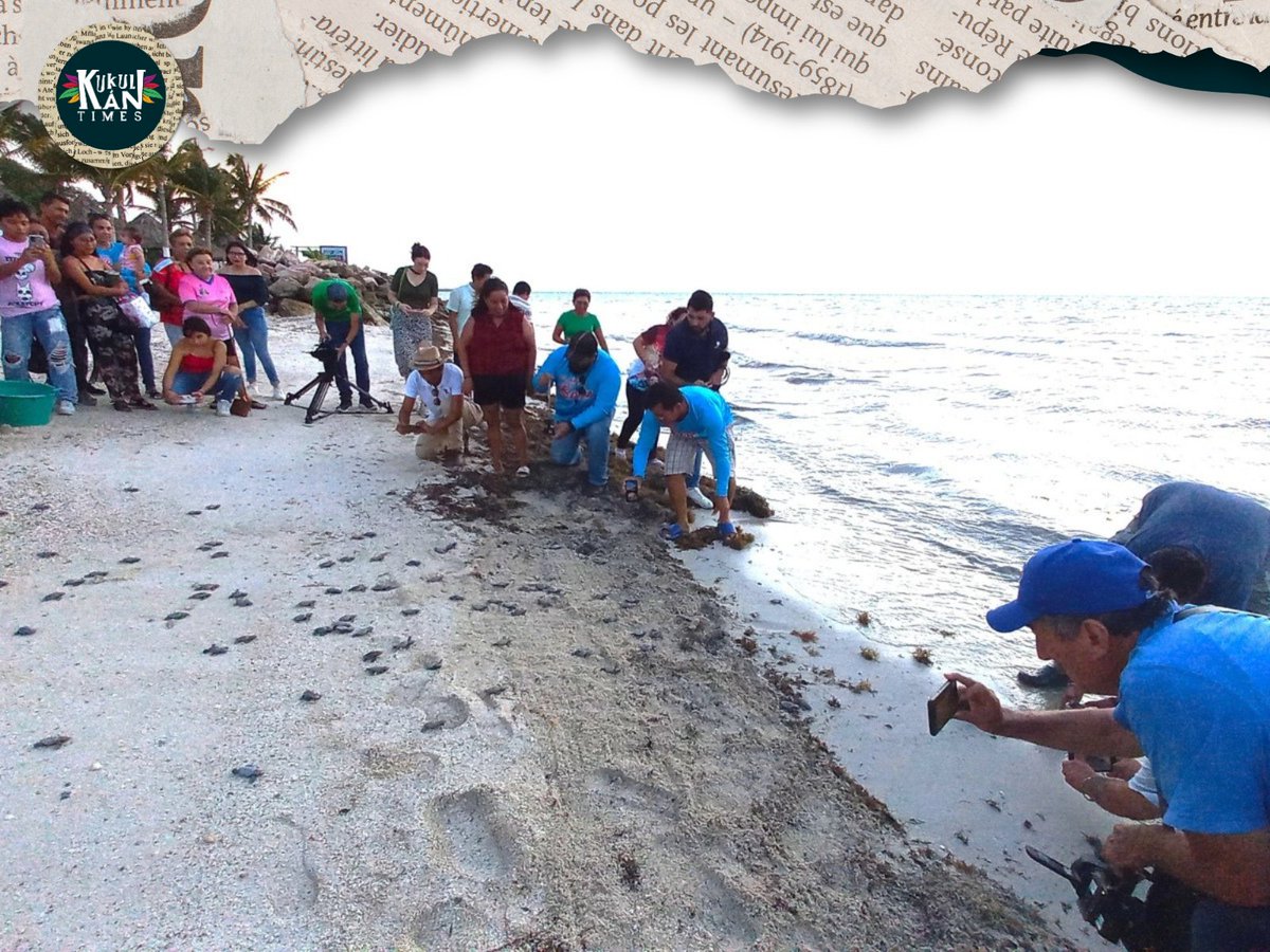 KukulkanTimes's tweet image. La Administración Portuaria Integral de Campeche (APICAM) y el Grupo Ambiental Profauna informaron que se protegieron cuatro mil 232 huevos y se liberaron dos mil 021 crías de tortuga Carey en el Balneario Inclusivo Playa Bonita.

#APICAM #Profauna #Tortugas 🐢🌊👏🏼