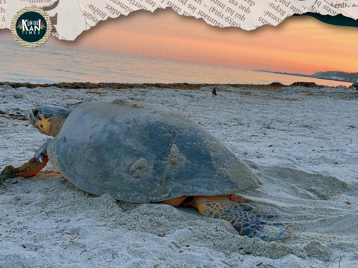 KukulkanTimes's tweet image. La Administración Portuaria Integral de Campeche (APICAM) y el Grupo Ambiental Profauna informaron que se protegieron cuatro mil 232 huevos y se liberaron dos mil 021 crías de tortuga Carey en el Balneario Inclusivo Playa Bonita.

#APICAM #Profauna #Tortugas 🐢🌊👏🏼