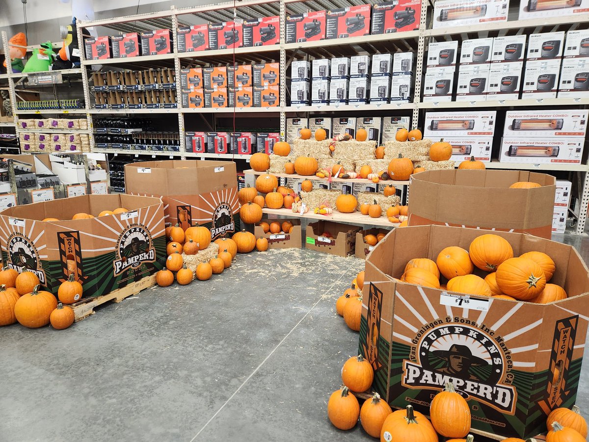 Pumpkin patch at 6874 🎃🎃