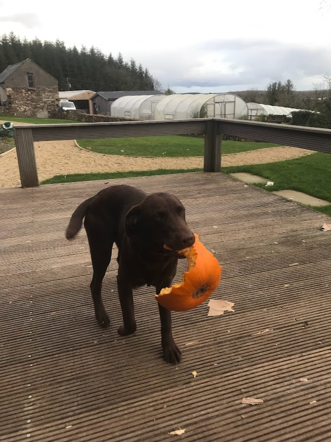 Chewy is getting in the Halloween spirit by raiding the compost!

#farmlife #farmdog #halloween