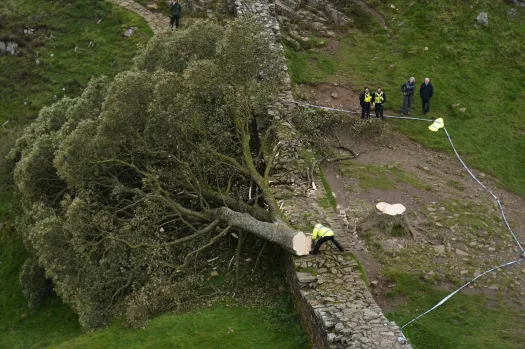 Your_NLP_Coach's tweet photo. Whoever has cut this tree of 300 y/o down is a complete imbecile and a disgusting criminal!
#robinhoodtree https://t.co/xtPYMjijAJ