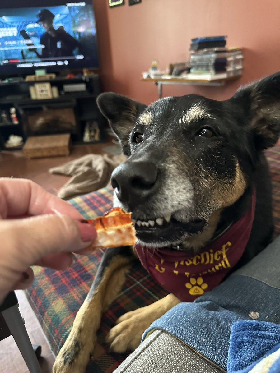 HeatherPrunkl's tweet photo. Oh my dogness everypawdy!!!! Look what I got for second breakfast! Bacon!!!!!! It was so good!
#BaconIsAlwaysGood #MmmmBacon #XDogs #DogsOfTwitter https://t.co/v2kZtVwsHW