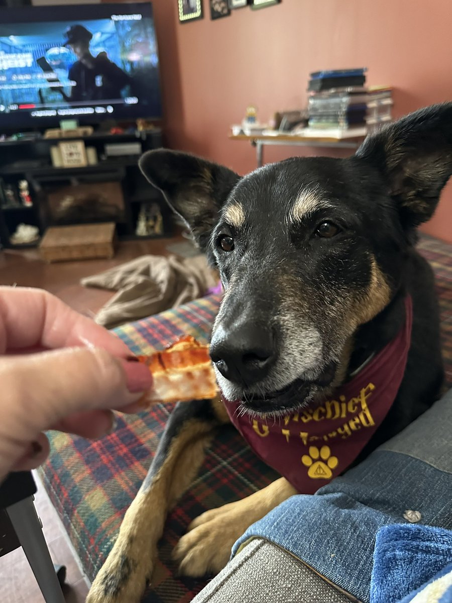 HeatherPrunkl's tweet photo. Oh my dogness everypawdy!!!! Look what I got for second breakfast! Bacon!!!!!! It was so good!
#BaconIsAlwaysGood #MmmmBacon #XDogs #DogsOfTwitter https://t.co/v2kZtVwsHW