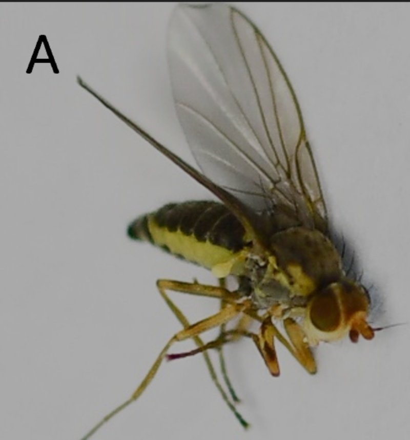 Se detecta por primera vez a nivel nacional la presencia de moscas barrenadoras en colza <a href="/BaraibarNicolas/">Nicolás Baráibar Pedersen</a>