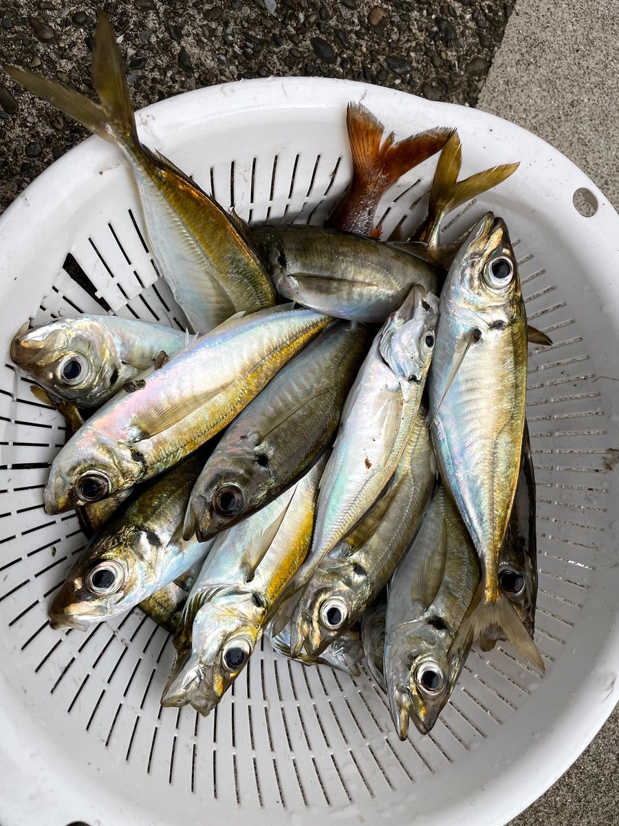 costa_fishing's tweet photo. アジ好調です！
朝の1時間、サビキ釣りで🤭

アジシーズン開幕ですねっっ！
釣り場に困ったら是非コスタまでご相談ください！

#アジ
#アジング
#サビキ釣り
#クロダイ
#チヌ
#磯釣り
#フカセ釣り
#釣り
#海釣り
#関東
#千葉
#勝浦
#外房
#ヒラメ
#マダイ
#fishing
#釣果
#シマアジ
#カマス
#キス https://t.co/8rxiZcxNds