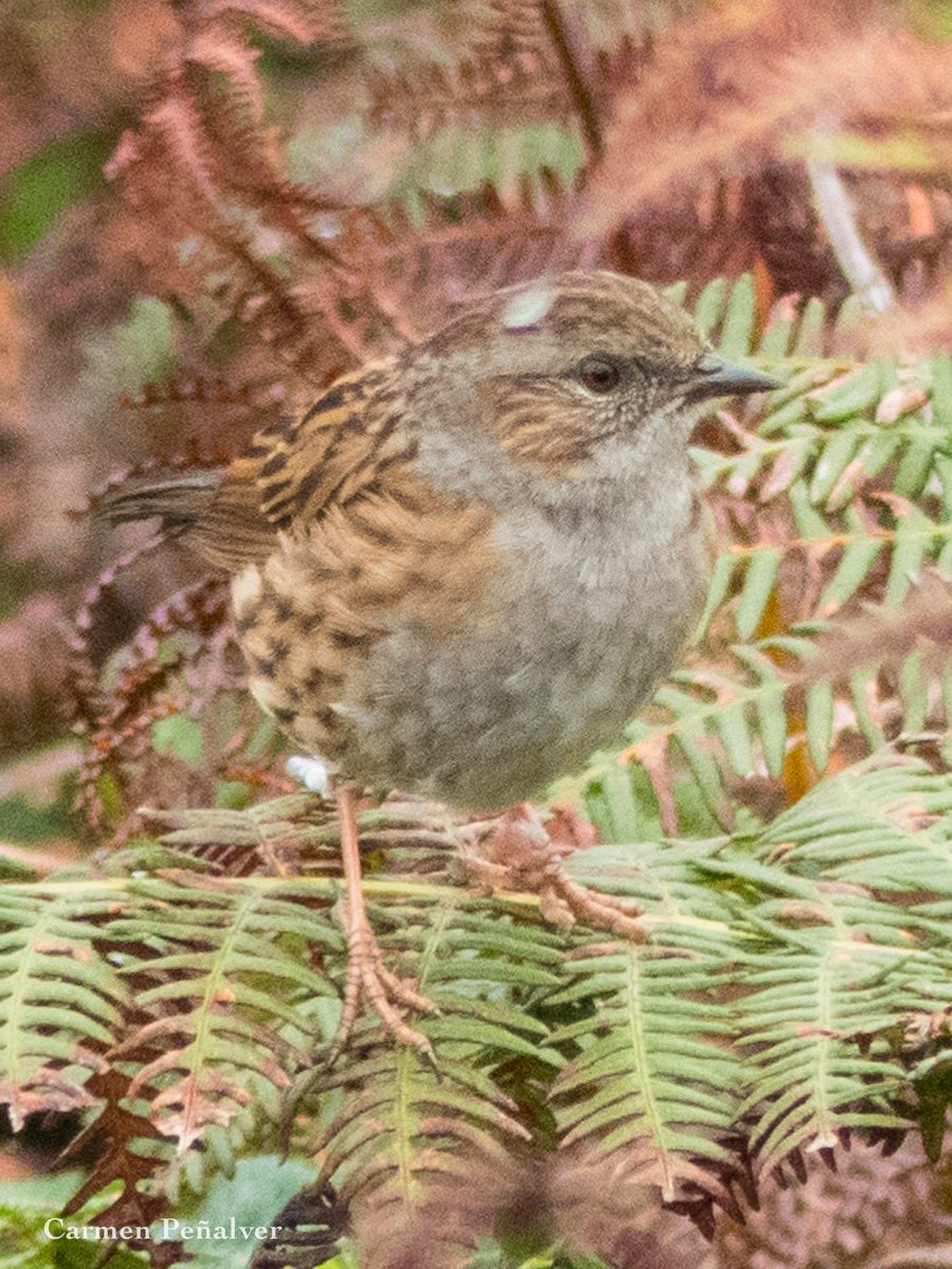 Azulenta común.
Acentor común.
Prunella modularis.

Monte de San Pedro, A Coruña.
Setembro 2023.