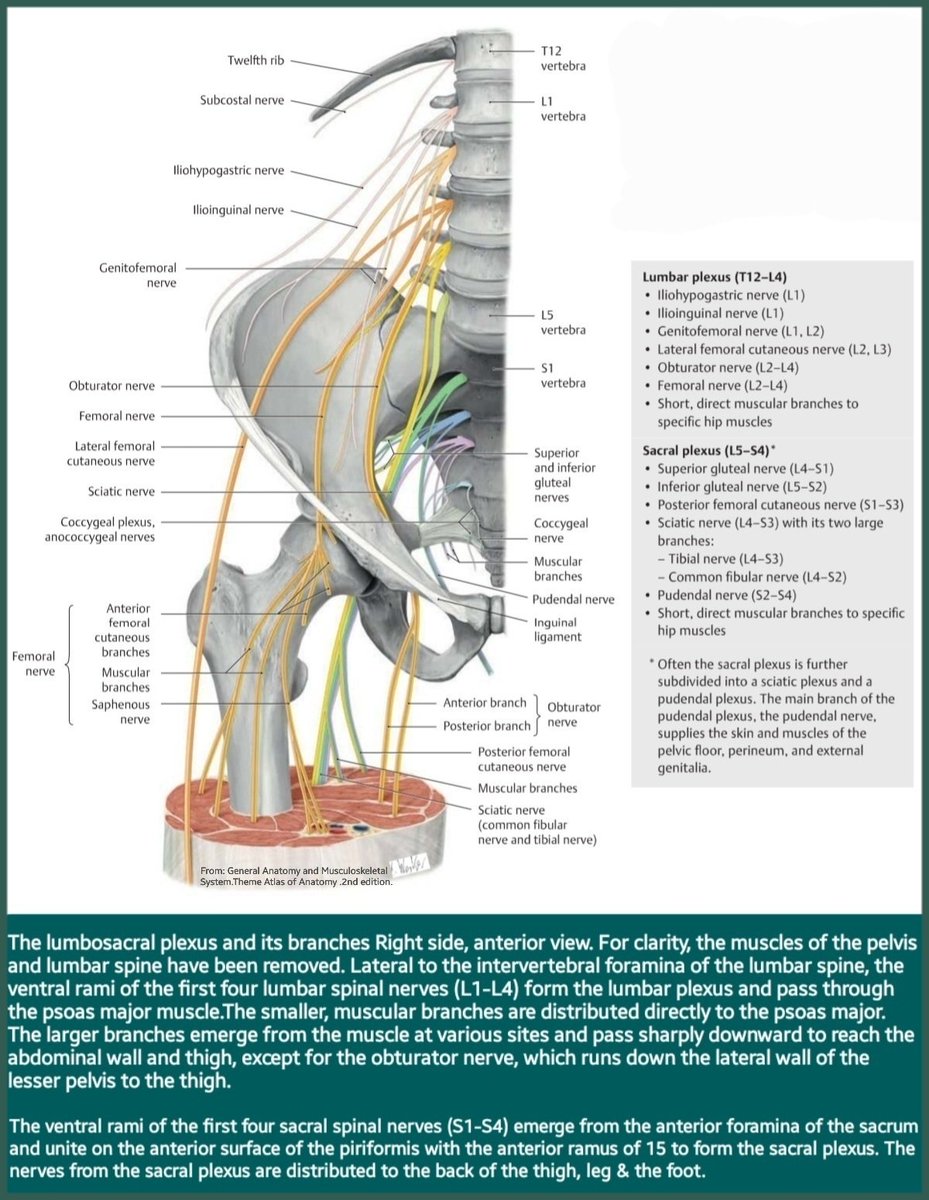 OBandarchi's tweet photo. Lumbar plexus(T12-L4)includes these nerves:
iliohypogastric
ilioinguinal
genitofemoral
lateral femoral cutaneous n
femoral
obturator

Sacral plexus(L5-S4)includes these nerves:
Sup &amp; Inf gluteal
Fibular branch of sciatic n
Tibial branch of sciatic n
Posterior cutaneous n
Pudendal https://t.co/rxAtp9H9iq