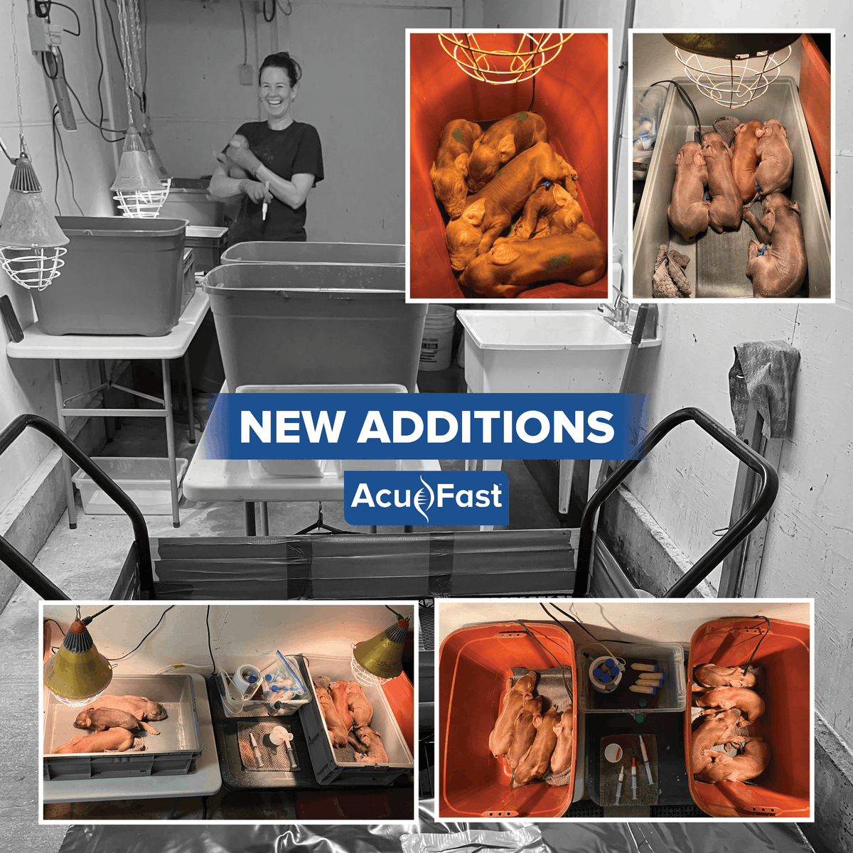 The beginning of the month marked the first AcuFast Duroc genetics born via C-sections in Canada. These C-sections allowed us to safely transfer their progeny to our Canadian terminal nucleus. We're excited to continue this project and further expand our AcuFast Duroc population!