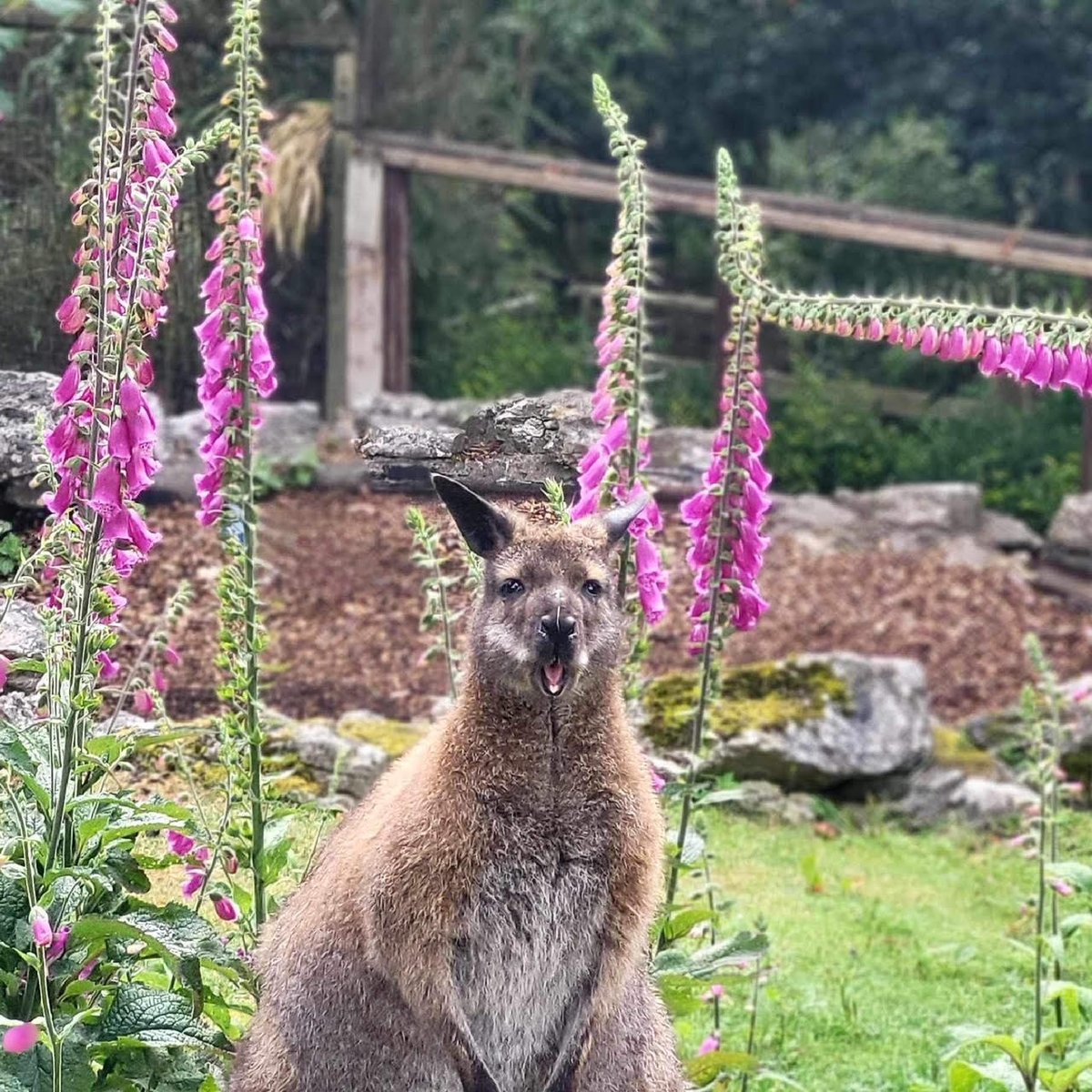 WelshMountainZo's tweet photo. When you realise that it's almost the weekend! π
#FridayFeels #WeekendPending #KeeperPics #SupportingConservation #WelshMountainZoo #NationalZooOfWales #Eryri360 #TenTop https://t.co/o1XNweX4tM
