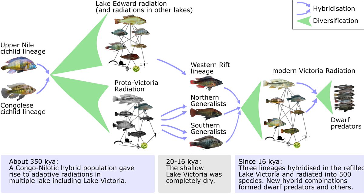 I am thrilled that our Science paper on the evolution of Lake Victoria cichlids is now out! science.org/doi/10.1126/sc…