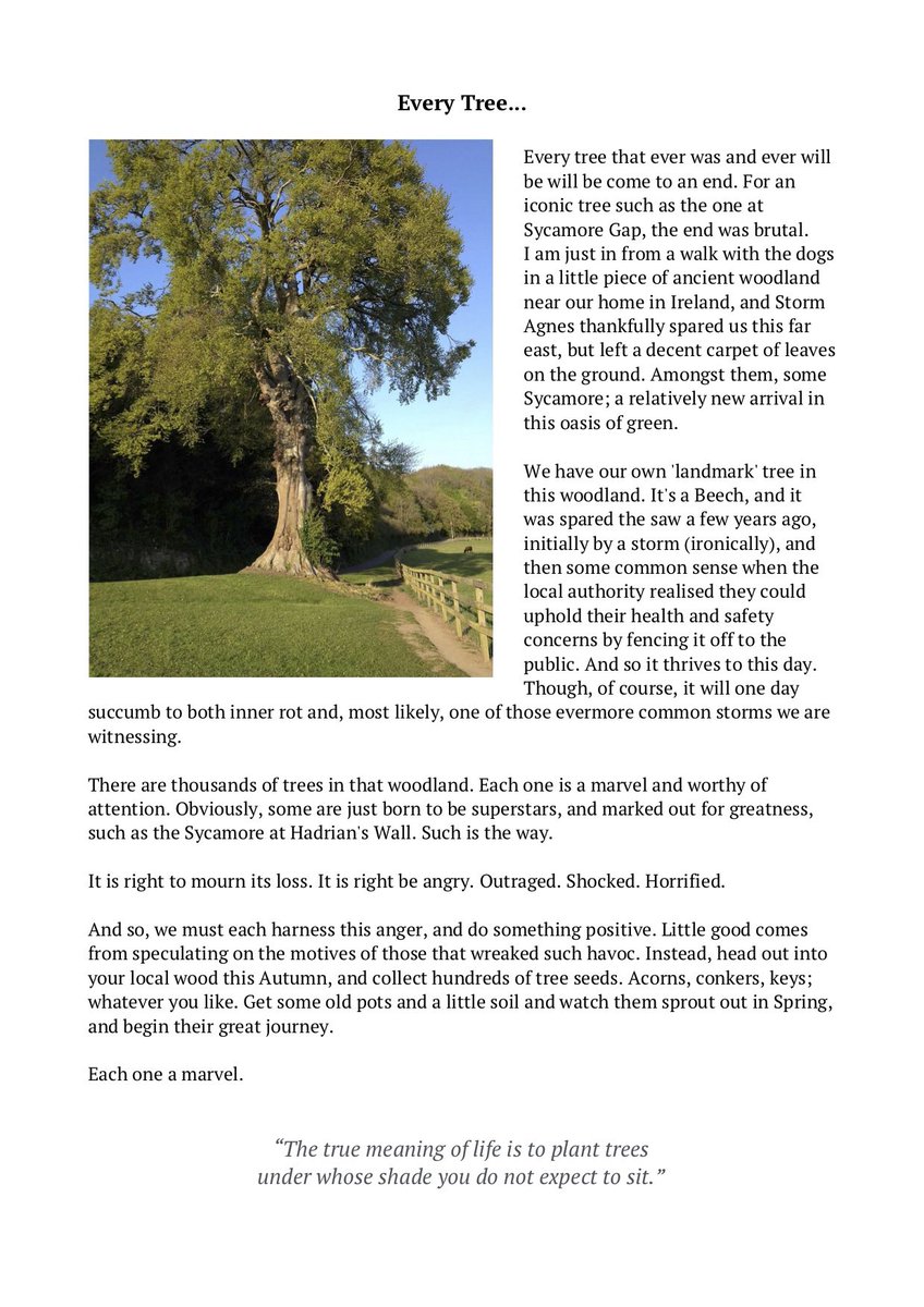 SaveStCats's tweet photo. The loss of the Sycamore Gap tree is weighing heavy on our minds right now. 😔
#SycamoreGap https://t.co/tTtp6mX7rN