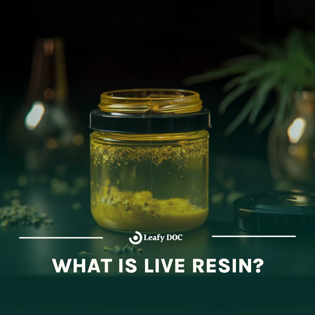 LeafyDoc's tweet photo. Dive into the fascinating realm of Live Resin cannabis extraction! 🌿🍯 Discover its origins, advantages, and why it's a must-try for cannabis connoisseurs.

https://t.co/ga47yEMPcD

#LiveResin #CannabisExtraction #Hash #Dabs #Weed https://t.co/uSXX7QRNVL
