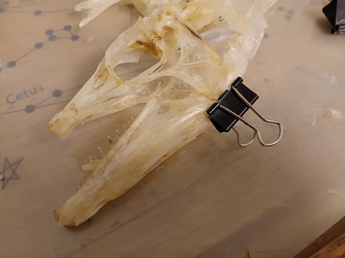Isurus1810's tweet photo. このちっちゃいクリップめちゃ助かる
#太刀魚 #タチウオ #Рыбасабля
#骨格標本 #fishskull https://t.co/Dw6A3U8Gqg