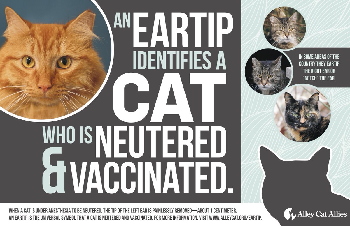 An eartip is the universal sign that a cat has been spayed or neutered through a Trap-Neuter-Return (#TNR) program! No other method is as effective.

Get the eartip facts: ow.ly/2PZA50PRg6E

#Eartipped
