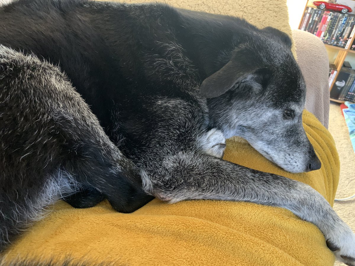 MerlinnotDesmo's tweet image. I am home from holibobs. No place better than MY sofa 😴😴😴