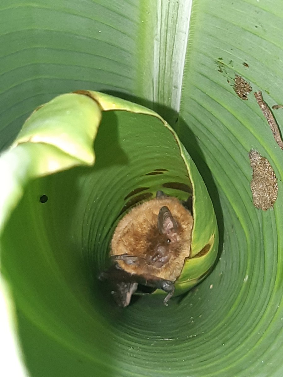 AmyPanikowski's tweet image. I lied! Here's an even better pic now! Time: 5.48pm

#Batrick 
Banana #bat 
(Afronycteris nana)
#BatWatch
