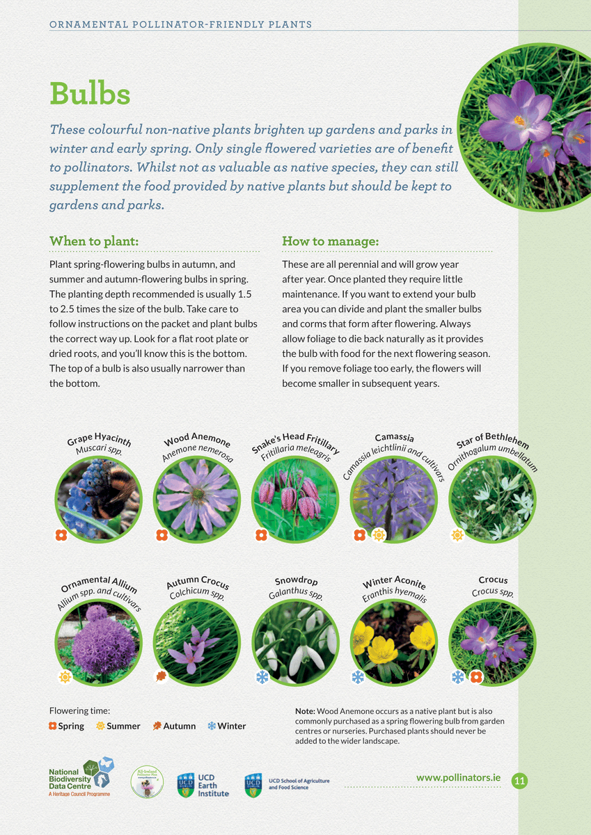PollinatorPlan's tweet photo. Thinking about planting bulbs this month? Some early-flowering plants provide food for pollinators when they emerge from hibernation in spring 

The bulbs below are good sources of pollen &amp; nectar (unlike Daffodils &amp; Tulips), and will bring a splash of colour to a garden or pot https://t.co/D6lL3oVDvE