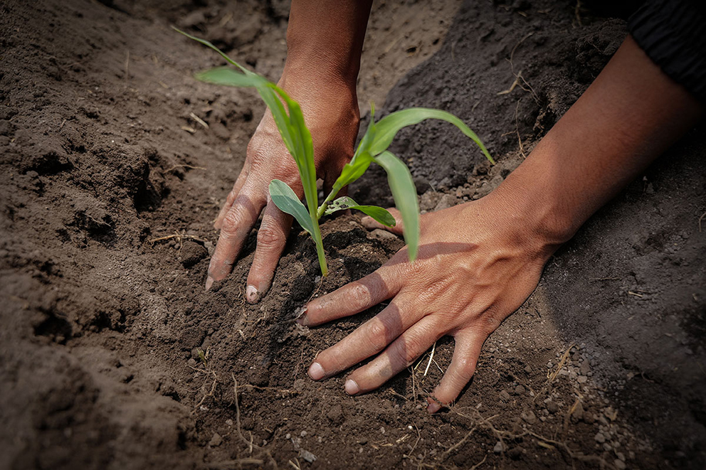 #DíaDelMaíz 🌽| En esta gran ciudad llena de edificios, casas y avenidas, aún se producen más de 3 mil toneladas de maíz nativo cada año. El maíz se adapta a los caprichos de una ciudad que parece desalojarlo. 
✍️@GretaRico y <a href="/anaichaz/">AnaizconZ</a> / <a href="/ladobemx/">LadoB</a>  piedepagina.mx/maiz-nativo-el…