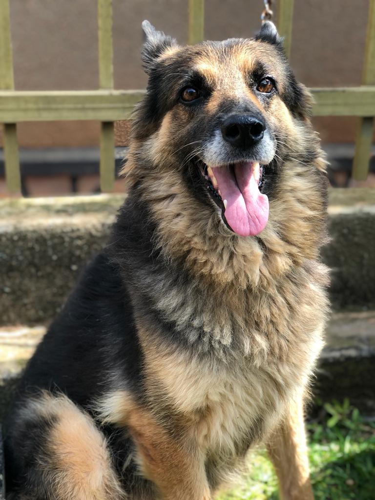 Kitandwegerald1's tweet photo. Little did we know that she was saying goodbye to us yesterday morning 💔💔😭🐕 #ripDobby #dog https://t.co/9u4jiUgSE2