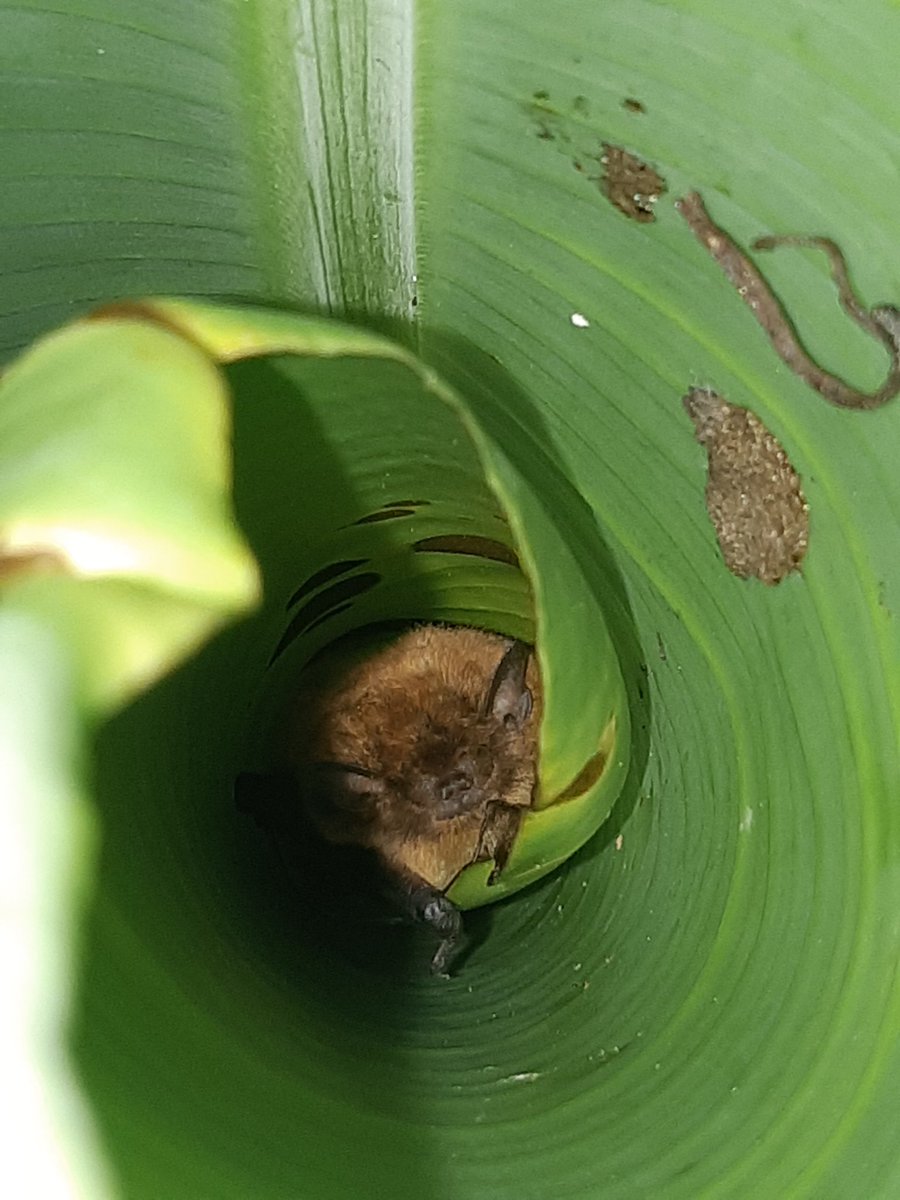 AmyPanikowski's tweet image. Friends, in case the banana leaf is not suitable tomorrow, here's one more pic of #Batrick from after 4.30pm.🦇

Banana #bat 
(Afronycteris nana)
#BatWatch