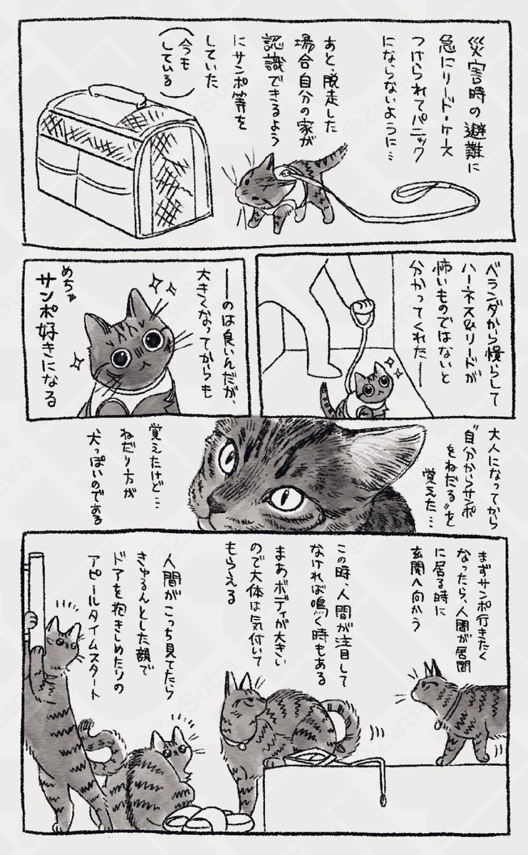 後半…のつもりだったんだけど弟猫との話が入らなかったので3回に分かれることに…

弟猫に対してもかしこ行動と言うかお前猫生何回目?て感じの対応するのでそれもメモ残しておきたい 