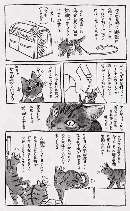 後半…のつもりだったんだけど弟猫との話が入らなかったので3回に分かれることに…

弟猫に対してもかしこ行動と言うかお前猫生何回目?て感じの対応するのでそれもメモ残しておきたい 