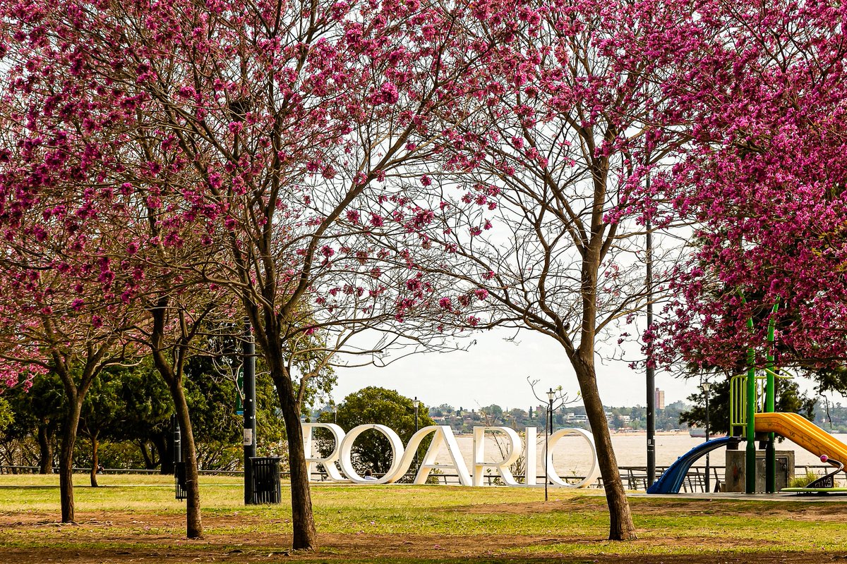 🌸 Cuando empiece la temporada de lapachos no diré nada pero habrá señales 🌸