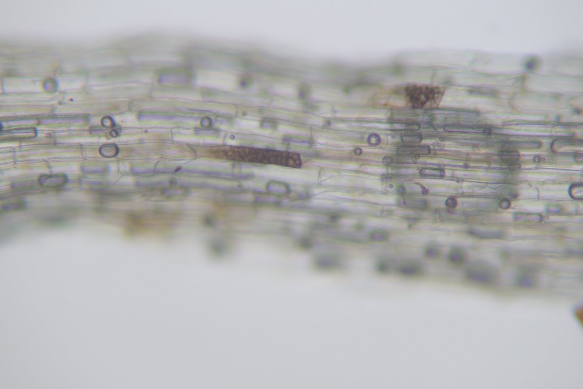 MSU Extension Plant Diagnostic Lab tweet media