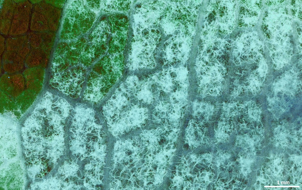 PauloVieiraUS's tweet photo. Litylenchus crenatae, the beech leaf disease nematode, within a piece of beech leaf!
#beechforestneedshelp #BLD https://t.co/Djd3Ze1337