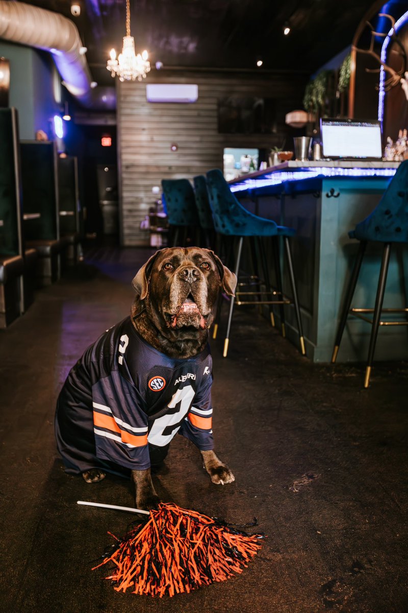 AuburnOn3's tweet image. The only jersey a dog should wear.

courtesy of our friends at @SessionCocktail