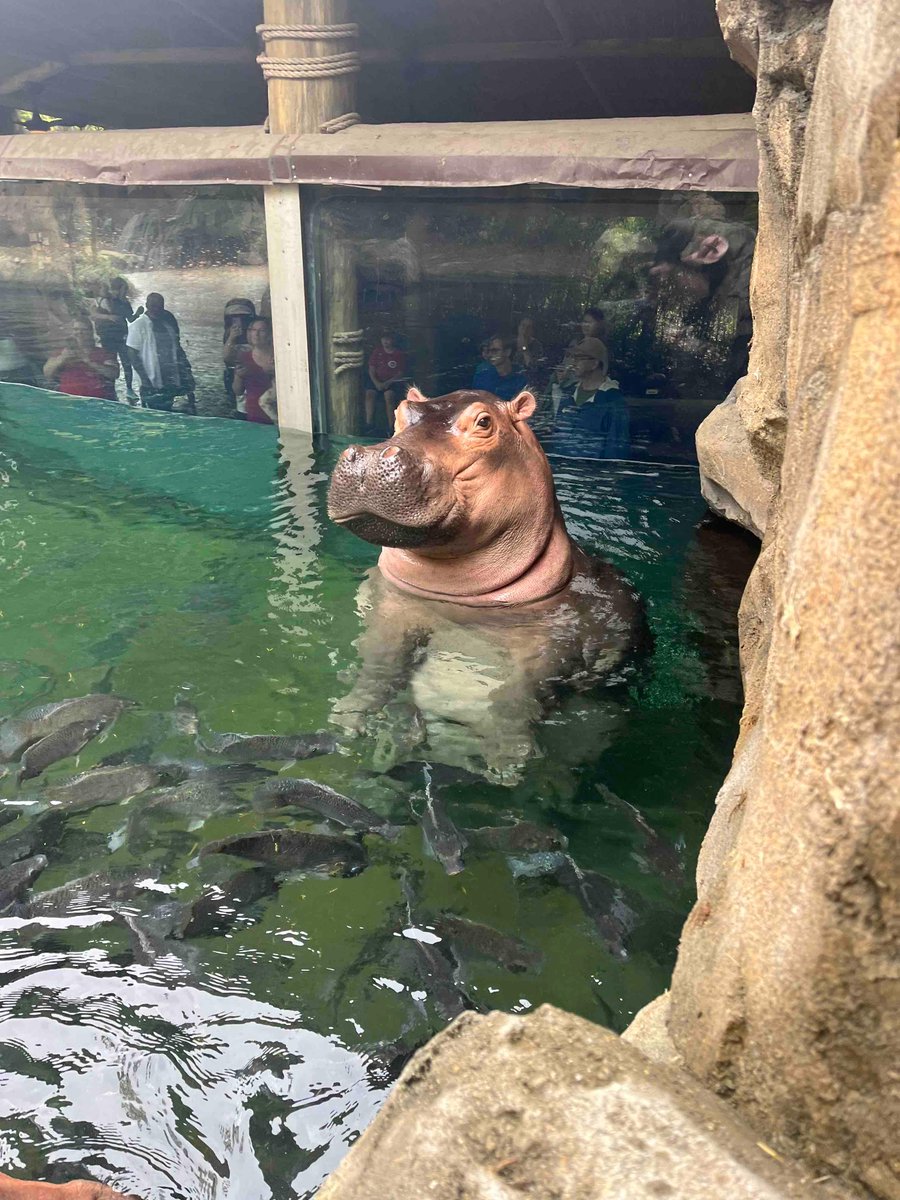 CincinnatiZoo's tweet photo. Fiona standing like a meerkat! https://t.co/UFv6H3UTiu