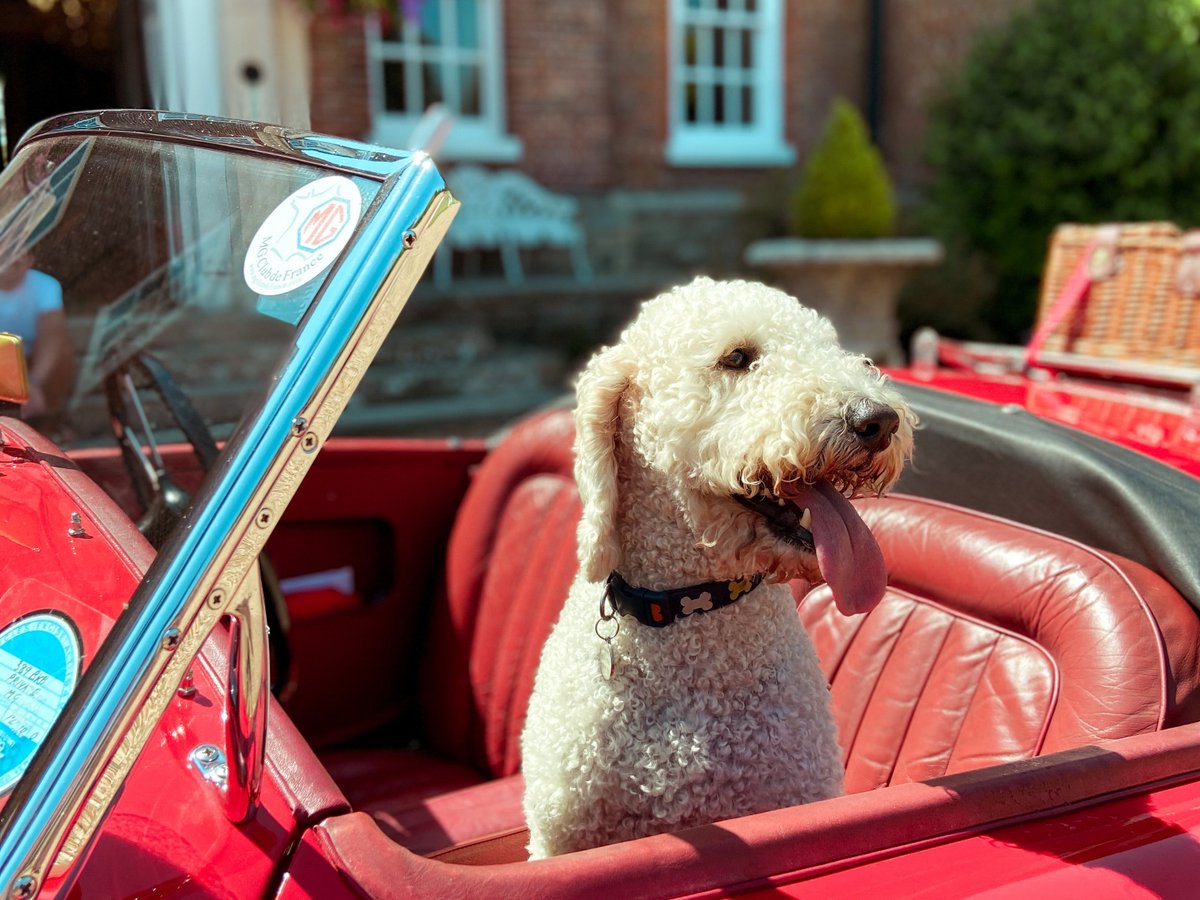 hp_hotels's tweet photo. It's a perfect weekend for an adventure πΎ
Whether you're a two-legged or a four-legged adventurer, big or small, fast or slow, the Hand Picked storybook has a page for everyone. So, pack up the car and let's head for the countryside.
#dogfriendlyhotel #handpickedhotels https://t.co/XJ4FoDv4Uq