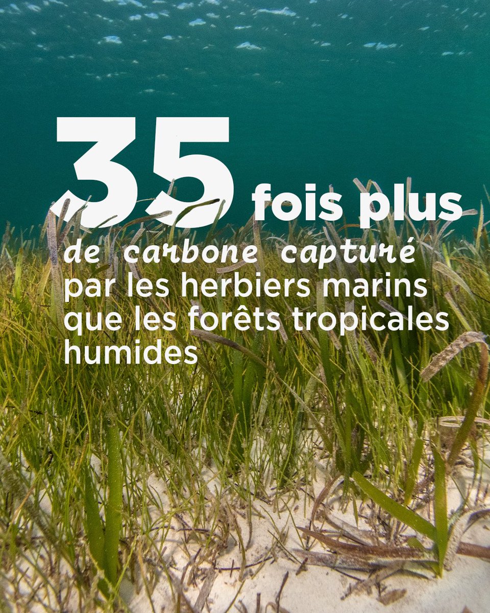 Les #herbiers marins sont des prairies sous-marines de plantes à fleurs. 🪸 Comme leurs homologues terrestres, elles absorbent le #CO2 et fabriquent de l'#oxygène. Malheureusement, l’activité humaine menace l’équilibre de ces filtres à particules.