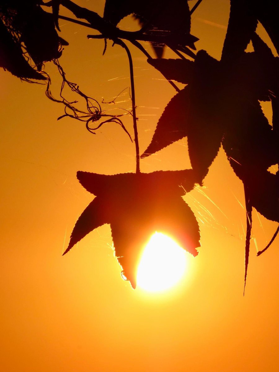 jonsramblings's tweet photo. morning adventures #Onalaska #Texas #SunrisePhotography #NaturePhotography #Sunrise #MorningVibes #MorningGlow https://t.co/ZiYxVQxM7l