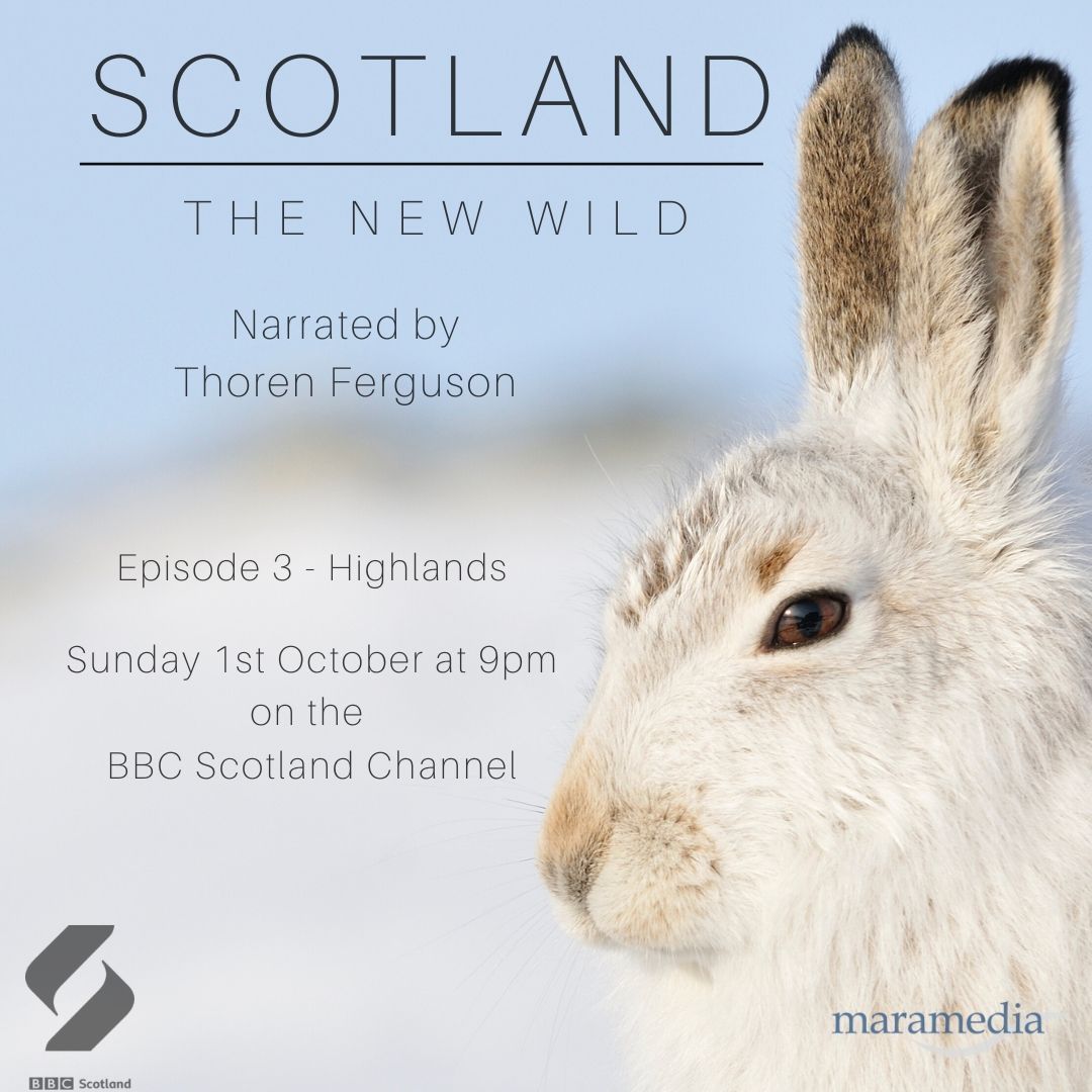 The final episode of #ScotlandTheNewWild airs this Sunday at 9pm on the BBC Scotland channel. Tune in to see some of the Highlands most iconic and surprising species from the high peaks of the Cairngorms to the lochs, rivers, bogs and woods in the glens below. 🏔️🦌🐇🐟🐬🌲
