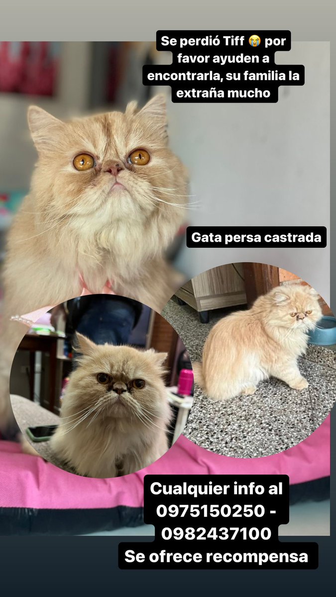 Mayra Cantero tweet media