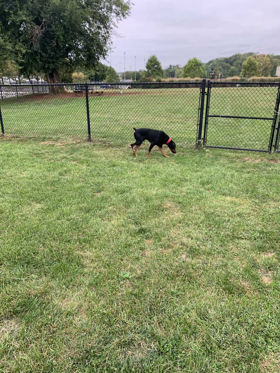 SteadyMobbing31's tweet photo. Bestbreedknowntoman!
#Dobie https://t.co/gj3cBbhNWn