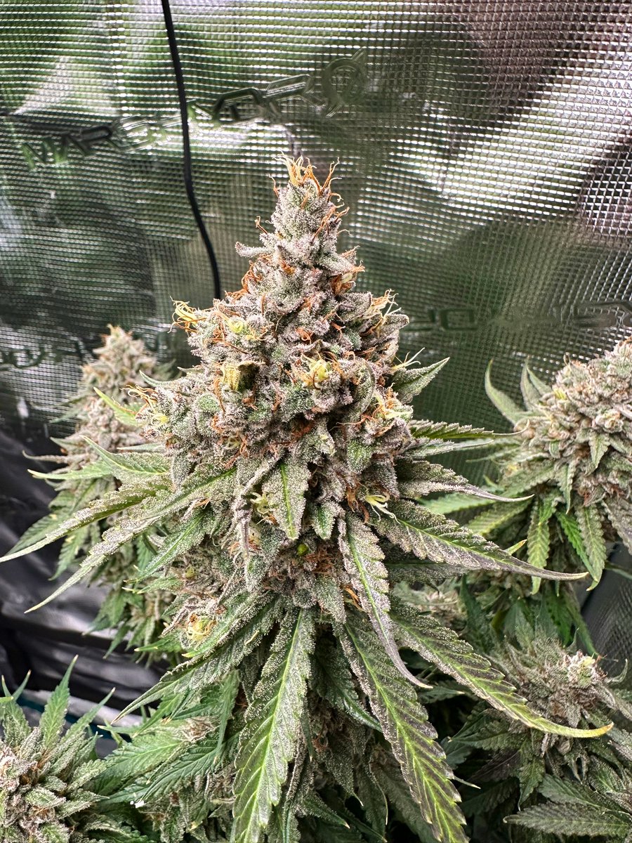 Mr. Thailand Grow tweet media