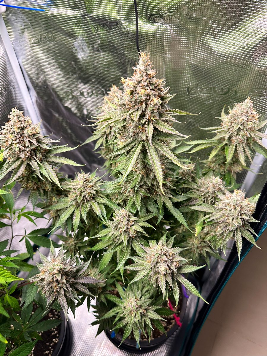 Mr. Thailand Grow tweet media