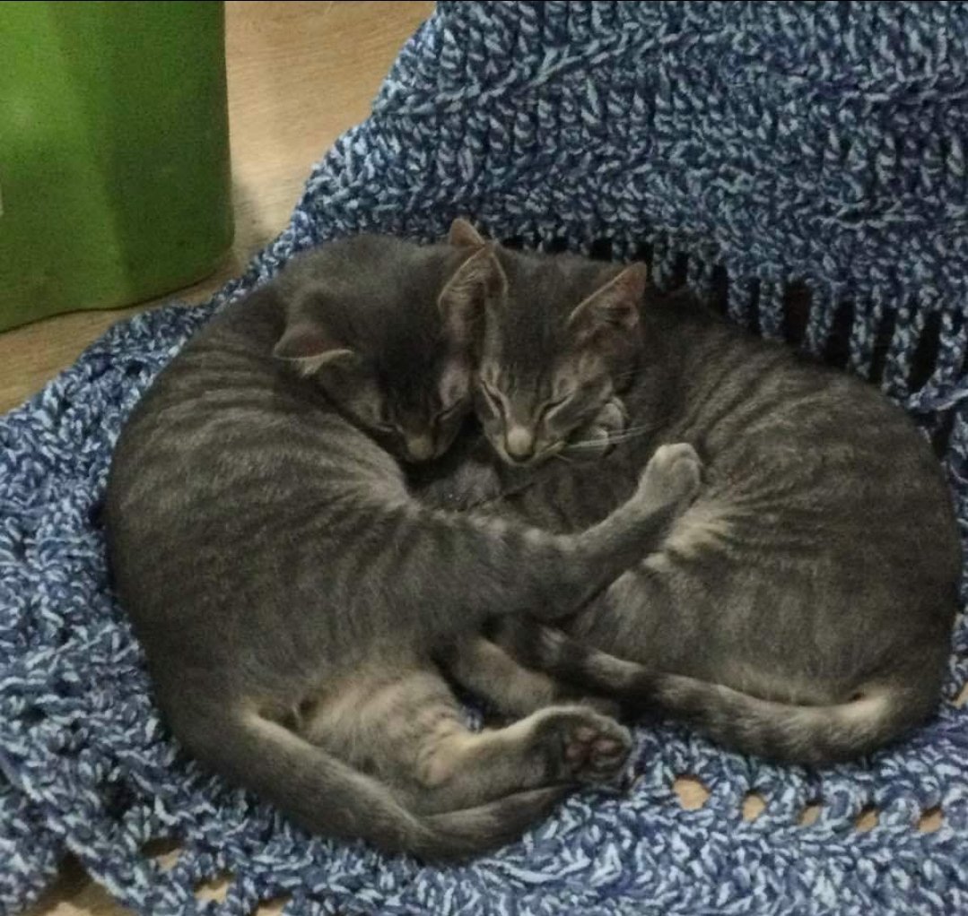 So cute! These two cuddly cats are up for adoption. 

#greycats #graycats #bondedpair #cuddlycat #cat #gato