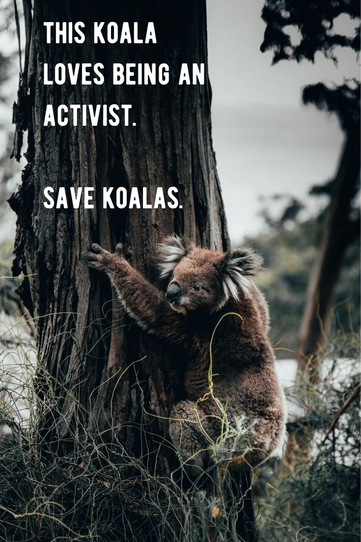 vishveshhh's tweet photo. Koala-ted a #SavetheKoalaDay creative for @OneMinuteBriefs https://t.co/OqPl1epEFa