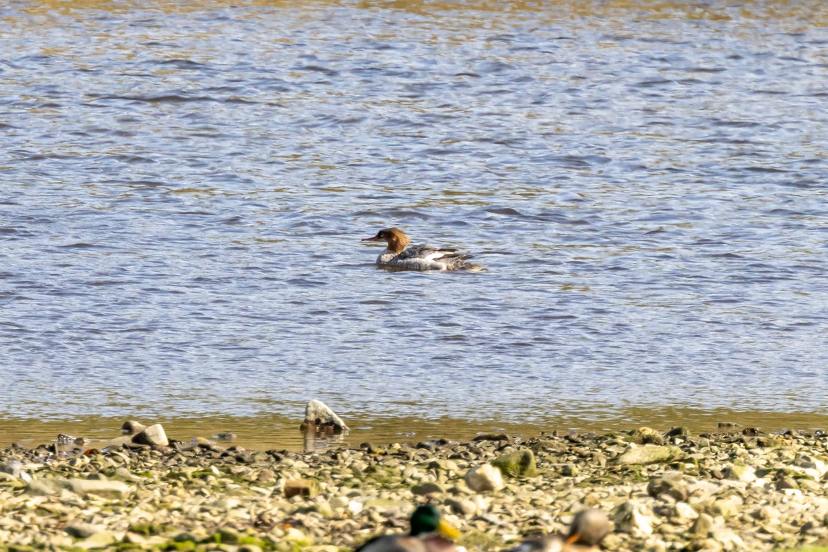 KenBarn90989771's tweet photo. A trip to #IronBridge #Newport this afternoon. Nice to meet up with @tommy_taliesin and Jen. #merganzer #Kingfisher #Sandpiper #LittleEgret best of what was there.
@PembsBirds @Dight653 @wdigbirder_ https://t.co/5PUuj6kR21