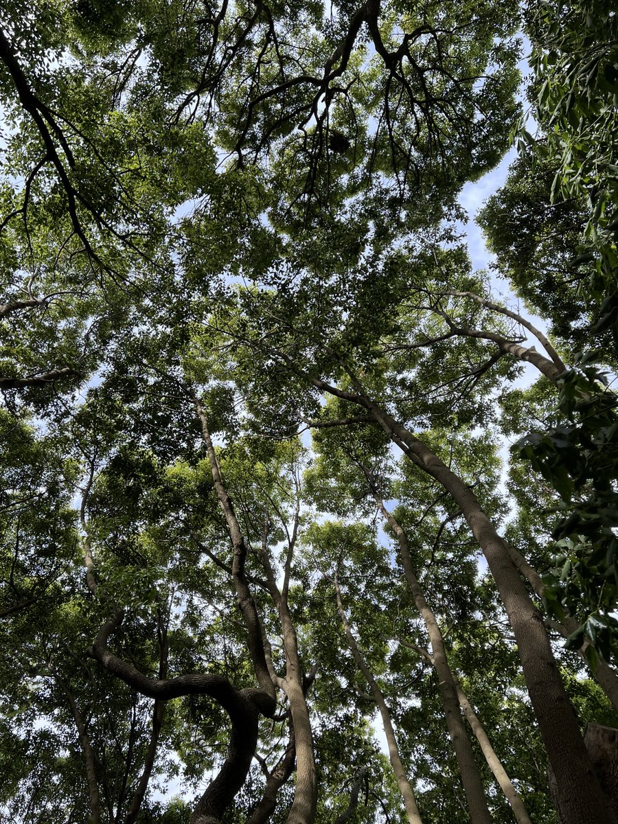 JudeStevens's tweet photo. Always look up 😊🌿#trees #Treepeople https://t.co/f0UMYaoaZ9
