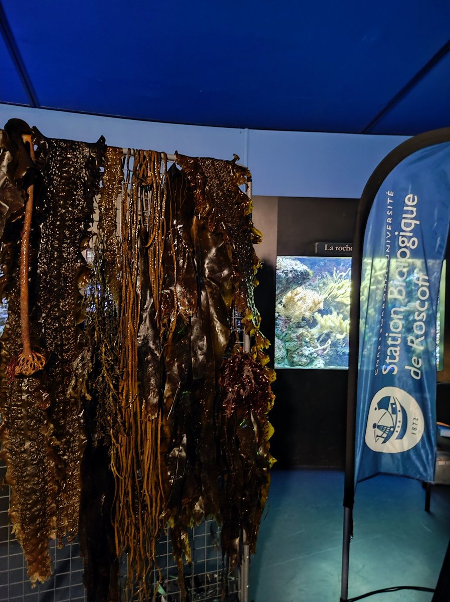 M_zonnequin (@m_zonnequin) on Twitter photo Nuit Européenne Des Chercheurs - Océanopolis
Venez voir notre mur d'algues, découvrir ses organismes et leurs importance dans notre futur
<a href="/Oceanopolis_/">Océanopolis Brest</a> #NEDC #nuitchercheurs #algues Nuit Européenne Des Chercheurs - Océanopolis
Venez voir notre mur d'algues, découvrir ses organismes et leurs importance dans notre futur
<a href="/Oceanopolis_/">Océanopolis Brest</a> #NEDC #nuitchercheurs #algues