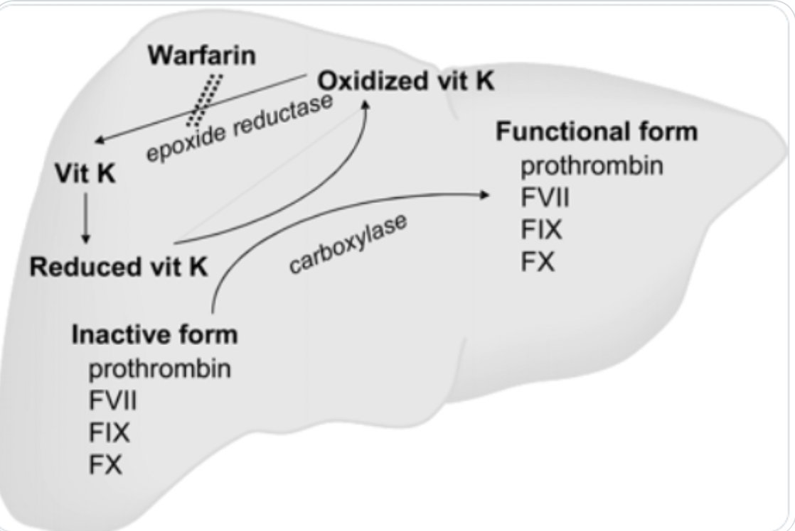 Liver Disease vs Vitamin K Deficiency! Liver makes basically all of clotting factors Vitamin K deficiency = ⬇️II, VII, IX, X Liver dz =⬇️II, V, VII, IX, X!⬆️VIII! When in doubt just give vitamin K see what happens. For a board test, factor V levels can help differentiate.