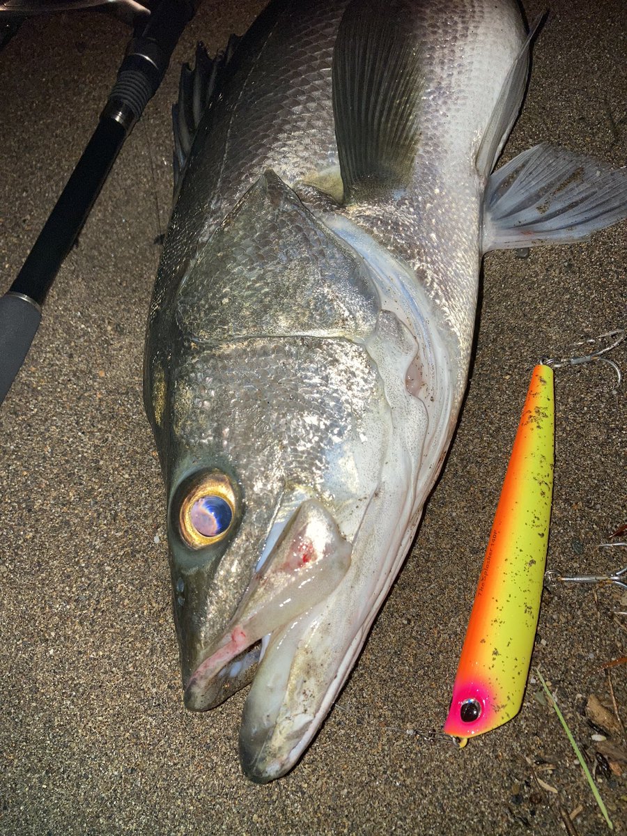 上越リバーシーバス
75センチでした
やったー❗️ スプラッシャーにて
#palmsfishing