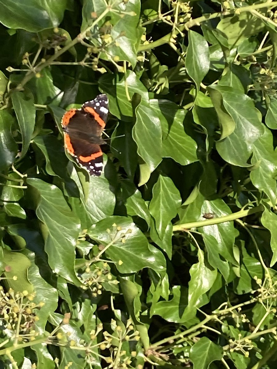 carolinesouthal's tweet photo. Making the most of the late afternoon sun with a peaceful walk by the canal #hattonlocks @CanalRiverTrust https://t.co/6paGcu7MpD