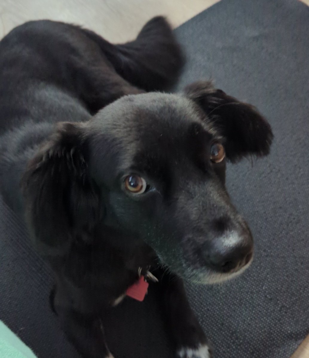 RustBeltCurling's tweet photo. 🙃🙃🙃. Must win from here on out. Gotta regroup. Anyway, here's a picture of a puppy to lift our spirits.

We are back on at 4:45 MT

#StoneySpumoni ⚙️🥌 https://t.co/gouCbrq6vM