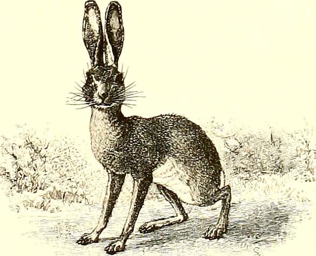 In England hares are said to be witches in disguise and one seen running through the village streets portends fire. #FolkloreSunday