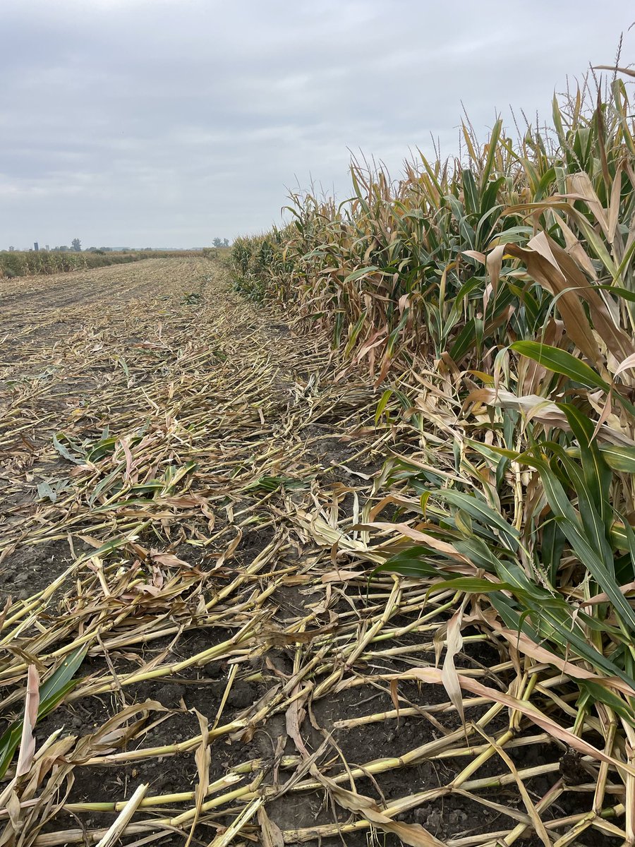 July Tornado hit corn update 🙄it ain’t pretty #dontworrykenitwillcomeback